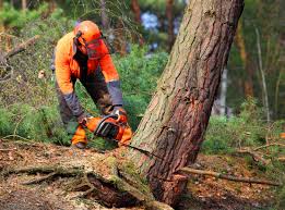 Best Tree Preservation Services  in Audubon, NJ